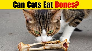 Can Cats Safely Eat Bones Everything You Need to Know!