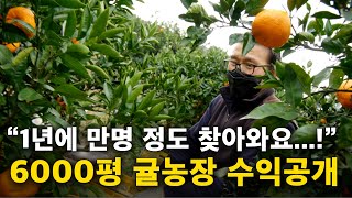 6000평 귤체험농장 운영하면 얼마나 벌 수 있을까? [제주도 귤체험농장, 귤농사] 2부