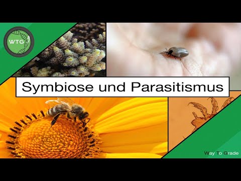 Symbiose und Parasitismus - einfach erklärt