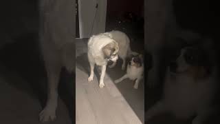 Video preview image #1 Anatolian Pyrenees Puppy For Sale in Houston, TX, USA