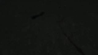 Отрывок из фильма "Шелуха". Нападение птиц