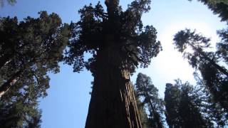 preview picture of video 'The General Sherman Tree, California'