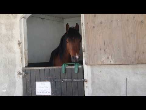 Willian (by Kanz Albidayer) – Hälsoundersökning inför resa, 25 maj 2020