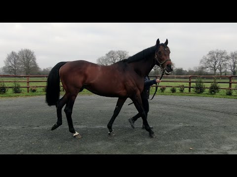 JOSHUA TREE - Haras du Grand Courgeon - Tournée des Étalons du grnad Ouest