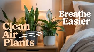 Senior-Friendly Indoor Plants That Naturally Fight Allergies & Pollutants