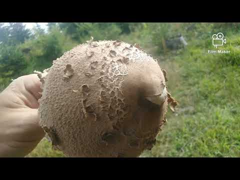 ZLATAR - POTRAGA ZA GLJIVAMA 🌲🍄🌳🏃‍♂️