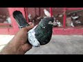 90 Number Taddy Kabootar Hashim Mahmood Pigeons