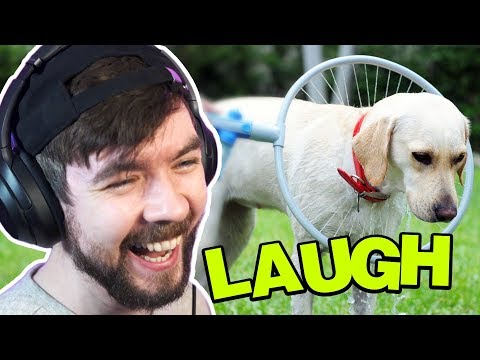 彼らはその貧しい犬に何をしているのですか？- Jacksepticeyes おかしなホームビデオ (What Are They DOING To That Poor Dog? - Jacksepticeyes Funniest Home Videos)