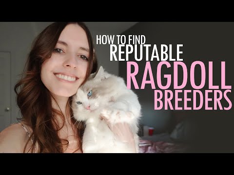 How To Find Reputable Ragdoll Breeders