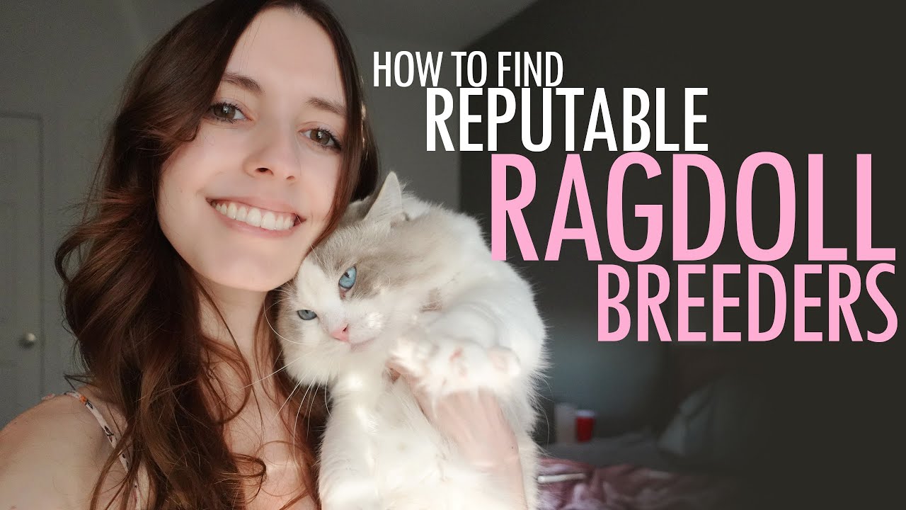 Ragdoll cattery tour — what to look for when buying a Ragdoll kitten — AquaMarine Kittens Virginia