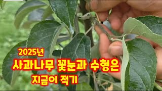 사과 나무 꽃눈과 수형은 지금이 딱 좋은 시기 (사과재배방법)
