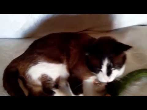 Cat in love with a cucumber