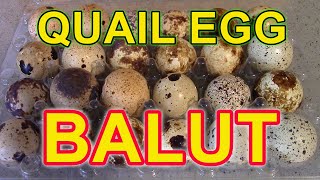 QUAIL EGG BALUT -  Increase your egg sales by offering quail balut