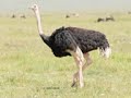 Qaraami Xasan Aadan Samatar Heesti Goronyo
