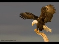 On Eagle S Wings