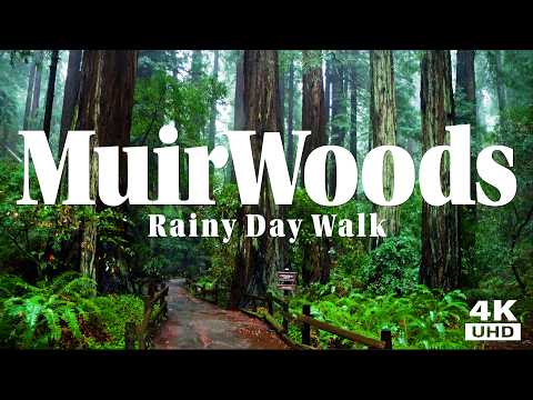 Rainy Muir Woods Walk - Redwoods, Rain and Rushing Creek.