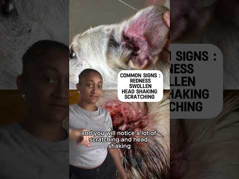 How to fix ear infections fast #earinfections #doglover #dogtraining #puppy #dogcollars