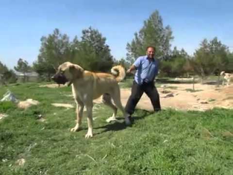 Biggest Dog in the World 90 cm (Turkish Kangal)