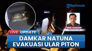 Penampakan Ular Piton 1,5 Meter Sembunyi di Bagan Ikan Warga Pering, Damkar Natuna Lakukan Evakuasi