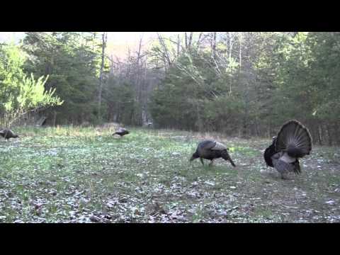 2016 Spring Gobbler harvest of the gobbler known as "BOSS"!