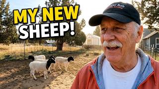 New Animals on the Homestead: Dorper Sheep
