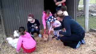preview picture of video 'Narnu Farm feeding chicks'