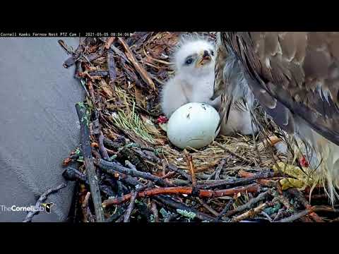 #CornellHawks Egg #3 Pipping On Soggy Spring Morning – May 5, 2021