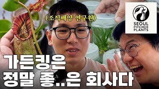 가든킹 세컨 브랜드 런칭⁉️ ㅣ Seoul Pitcher Plantsㅣ네펜데스 조직배양묘 절찬리 생산중