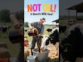 This Isn’t Oil — It’s Secret Fuel for Milk! #animals #cow #viralvideo