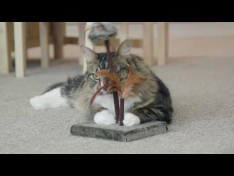 How FELISCRATCH by FELIWAY Helped Archie Scratch His Scratching Post