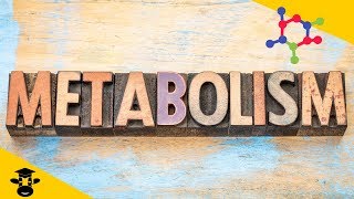 What is metabolism in biology?