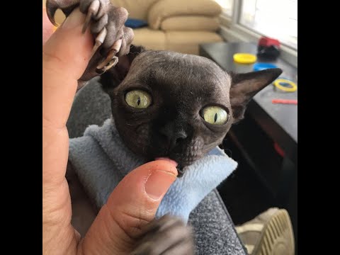 Lucy: The Adorable Kitty Who has a unique Look Like A Bat