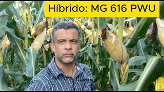 Material (Híbrido MG 616 PWU) e resultados alcançados nas fazendas na safra 23/24.