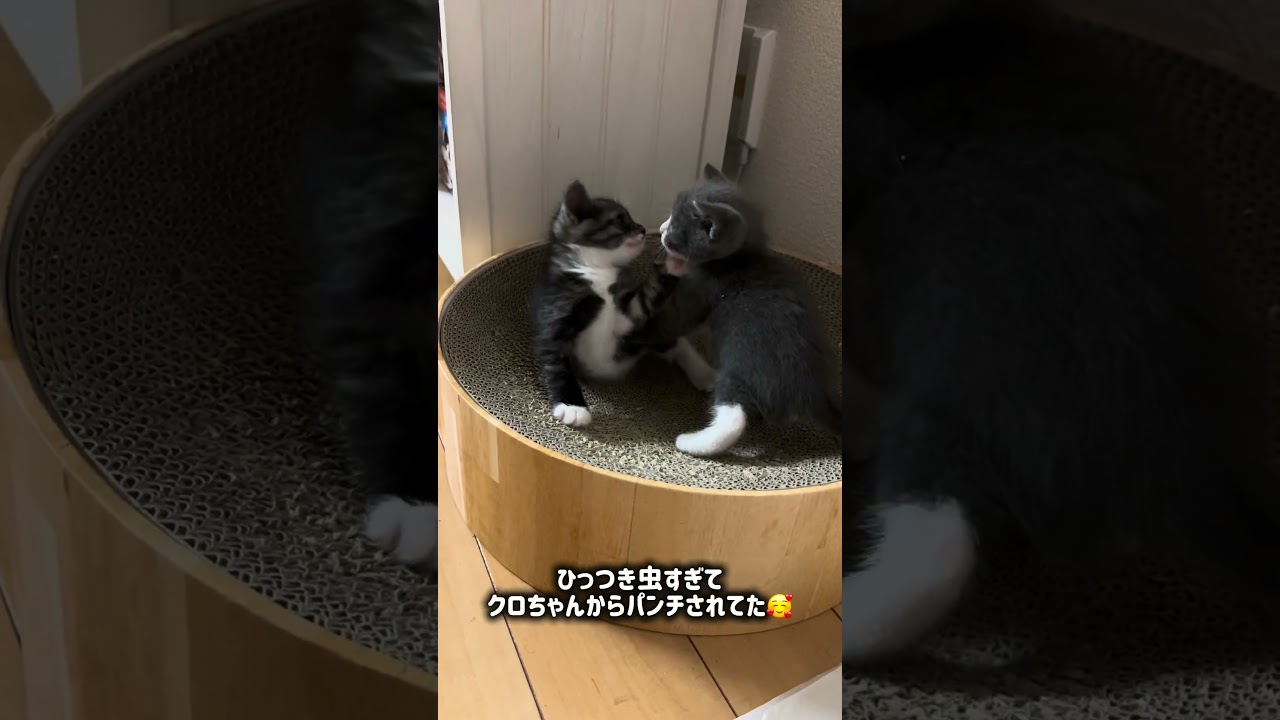 生後1ヶ月の個性豊かな子猫とねこまる🫶🏻🎀🥹クロちゃんとくまちゃんが里親さんからつけてもらったお名前も💭 #猫 #子猫 #kittens #cat #猫のいる暮らし