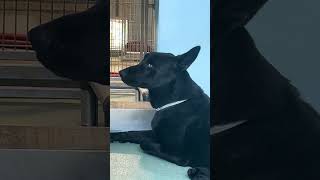 Video preview image #1 German Shepherd Dog Puppy For Sale in Pasadena, CA, USA