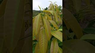 Download lagu Easy Ways to Force Mangoes to Bear Fruit mp3 Download lagu Easy Ways to Force Mangoes to Bear Fruit mp3