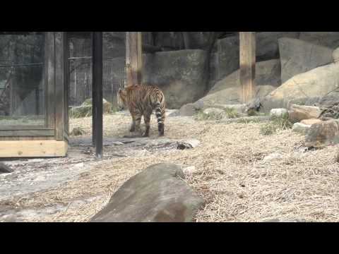 Tiger Walks Away