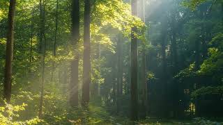 Tibbetian Bells With Heailing Piano Relaxing Music 🌿 Deep Sleep Music With Beautiful Nature #17