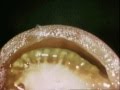 Classic Sesame Street Film Psychedelic Tomato
