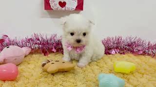 ハーフ犬の動画01