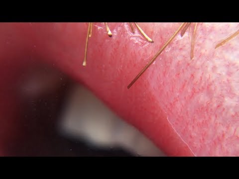 Video thumbnail for Swamp