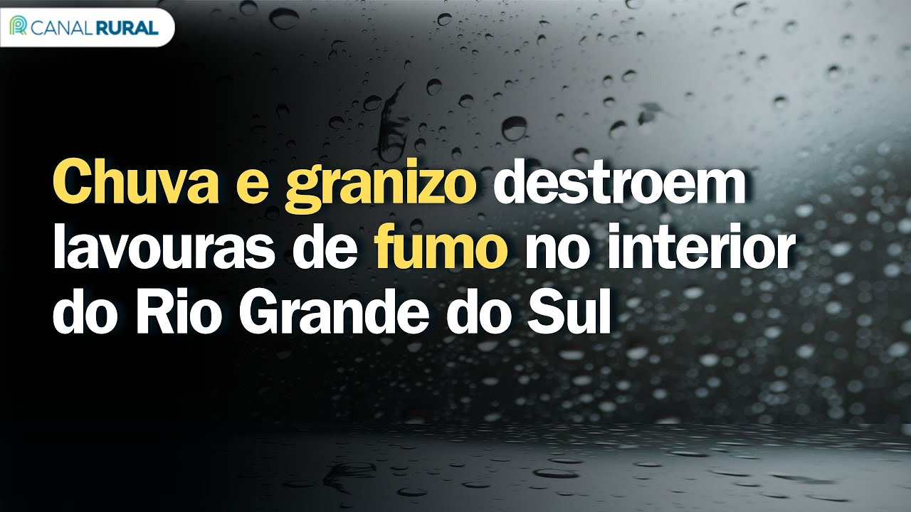 Previsão do tempo | Chuva e granizo destroem lavouras de fumo no interior do Rio Grande do Sul