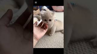 😂 Cats Doing Cats Things 😂#Cqt#kitten#cutecat#catsiblings