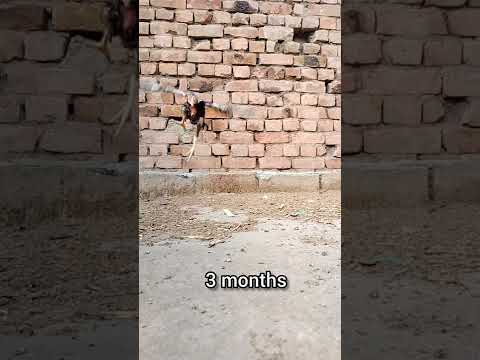 Aseel growth egg to 15 months | jawa aseel | pakistani aseels