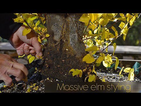 Big elm (Ulmus minor) first styling a few months after collection - Arkefthos Bonsai - 4K