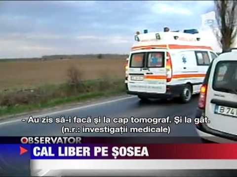 Un cal lasat liber a facut prapad pe DN 4, la Mitreni
