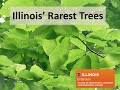 Rarest Trees of Illinois Webinar