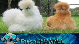 TOP 10 Animales que no Creerías 3º Parte
