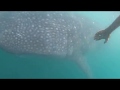 Whale Shark Interaction Donsol 22 03 2019