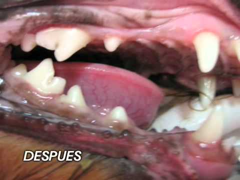 Higiene en mascotas- Dr. Casta en Ellas y tus noches